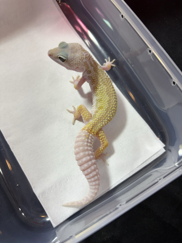 B261007 Gecko Cotton het Eclipse jantan