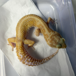 B261008 APTOR Leopard Gecko betina