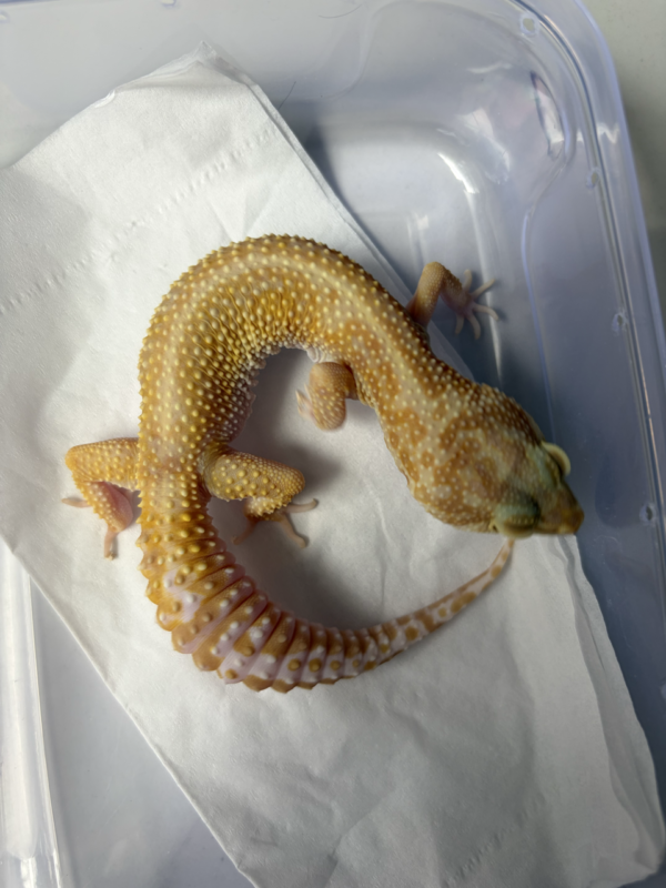 B261008 APTOR Leopard Gecko betina