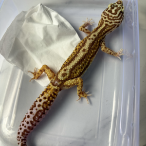 B261009 Gecko Bell Bold Stripe betina
