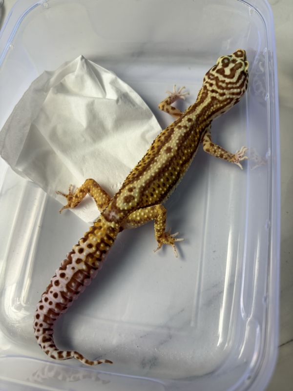B261009 Gecko Bell Bold Stripe betina