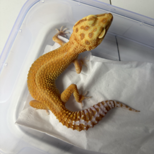 B261011 Gecko Tremper Emerine Red Stripe betina