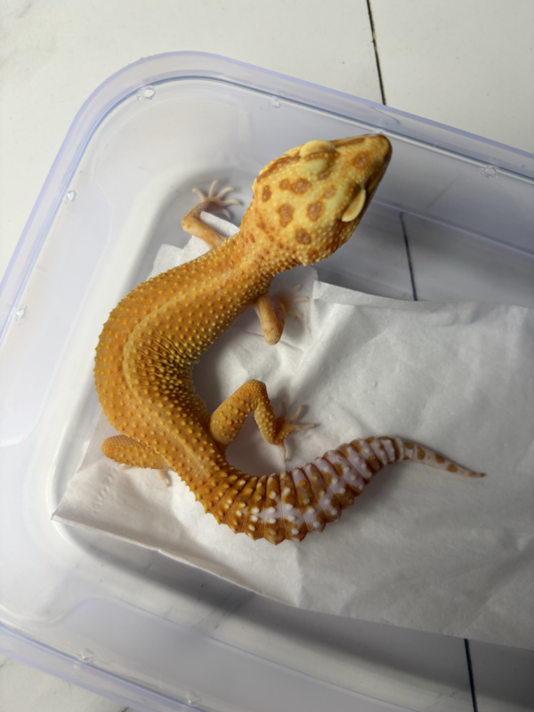 B261011 Gecko Tremper Emerine Red Stripe betina