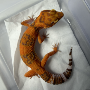 B261012 Leopard Gecko Sunspot betina