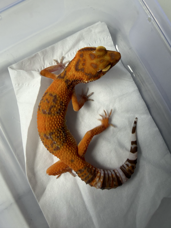 B261012 Leopard Gecko Sunspot betina