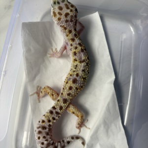 B261013 Gecko White & Yellow Mack Snow ph RAPTOR betina
