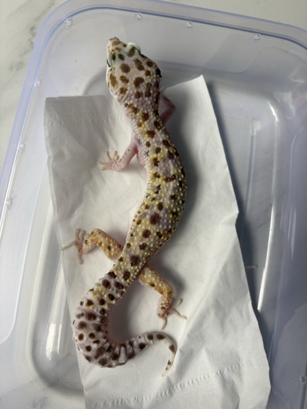 B261013 Gecko White & Yellow Mack Snow ph RAPTOR betina