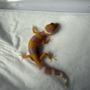 B261019 Gecko Tremper Lavender