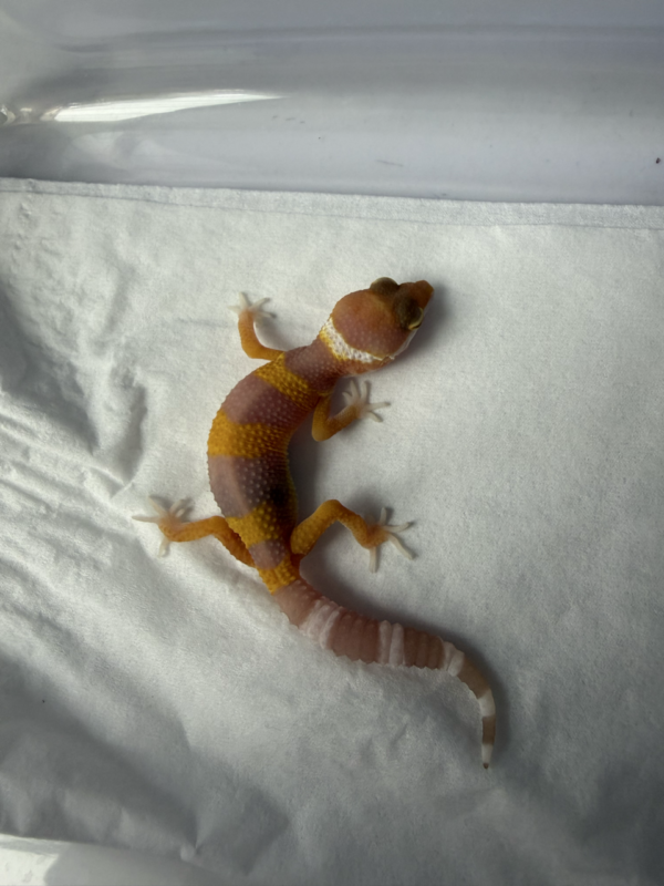 B261019 Gecko Tremper Lavender