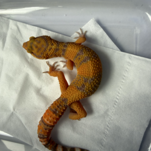 B261021 Sunspot Leopard Gecko