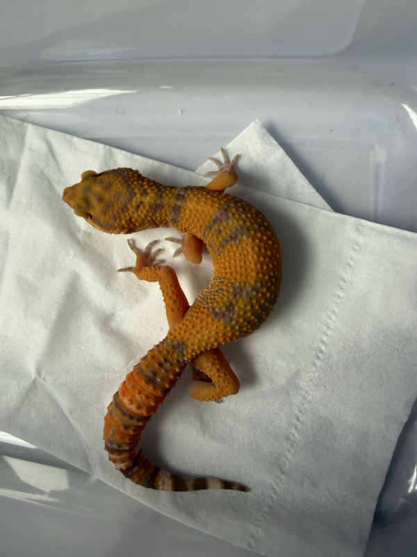 B261021 Sunspot Leopard Gecko
