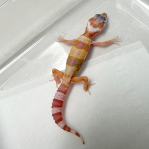 B261024 Gecko White & Yellow Phantom ph Eclipse