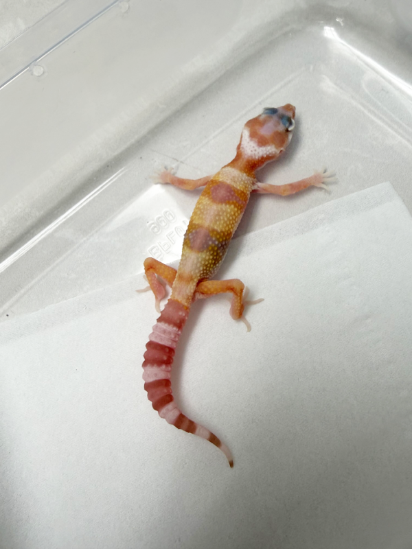 B261024 Gecko White & Yellow Phantom ph Eclipse