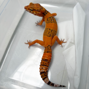 B261025 Gecko Sunspot betina