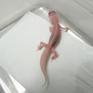 B261027 Gecko Super RAPTOR betina