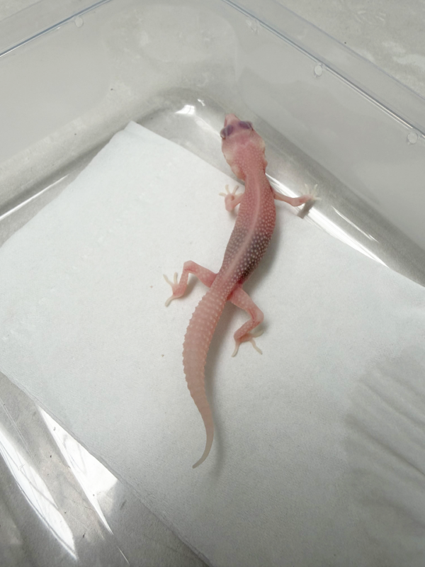 B261027 Gecko Super RAPTOR betina