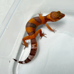 B261029 Gecko Sunspot betina