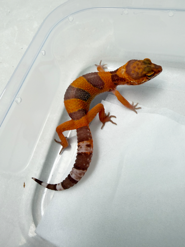 B261029 Gecko Sunspot betina