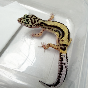 B261030 Gecko Bold Stripe betina