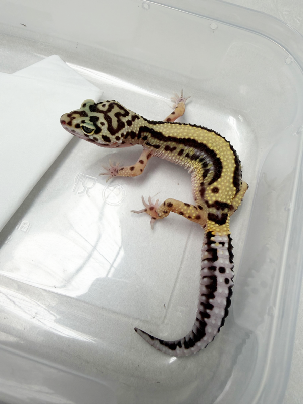 B261030 Gecko Bold Stripe betina