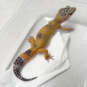 B261031 Gecko Black Night Hypo Tangerine betina