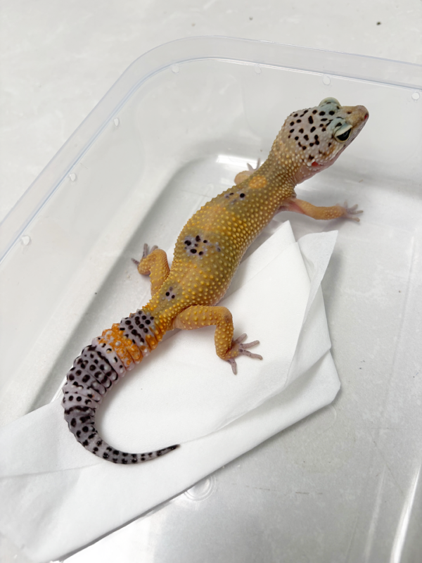 B261031 Gecko Black Night Hypo Tangerine betina