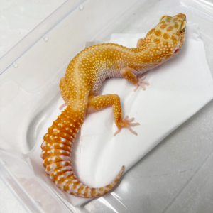 B261032 Gecko Tremper Emerine Stripe CT betina