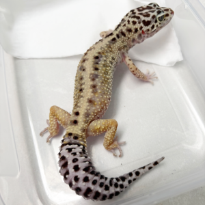 B261033 Gecko Stripe betina