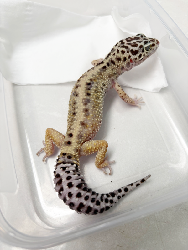 B261033 Gecko Stripe betina
