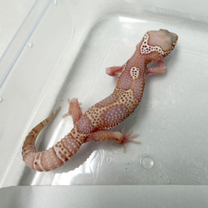 B261034 Gecko Mack Snow Bell het White Knight