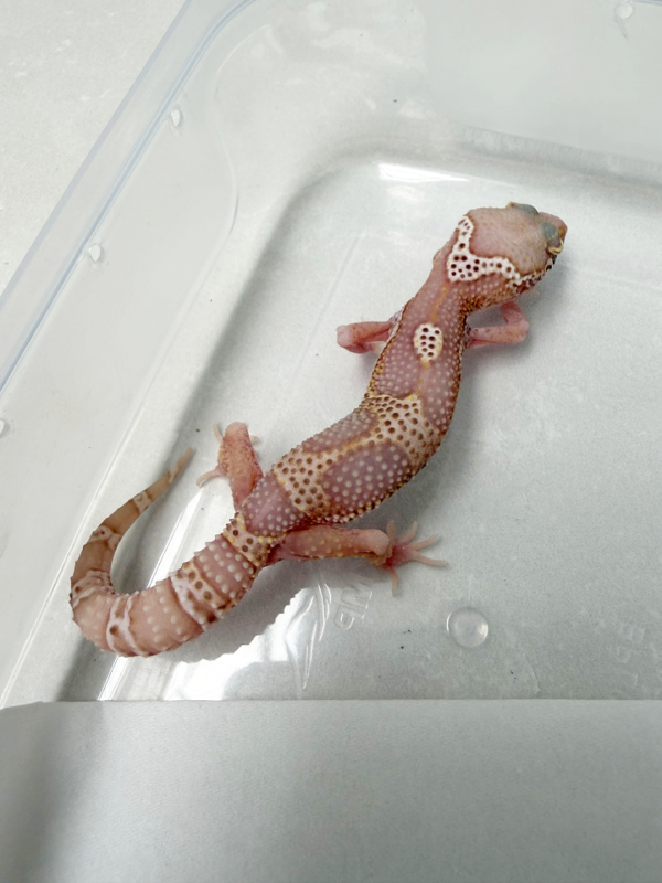 B261034 Gecko Mack Snow Bell het White Knight