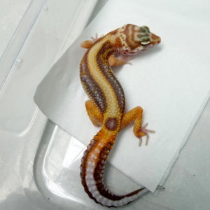 B261057 Gecko Tangerine Tremper Bold Stripe betina B261057 Gecko Tangerine Tremper Bold Stripe betina