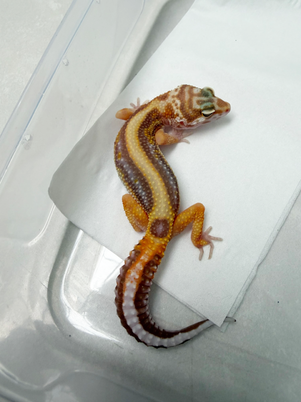 B261057 Gecko Tangerine Tremper Bold Stripe betina
