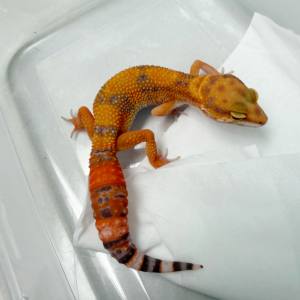 B261058 Gecko Sunspot betina nice color B261058 Gecko Sunspot betina nice color