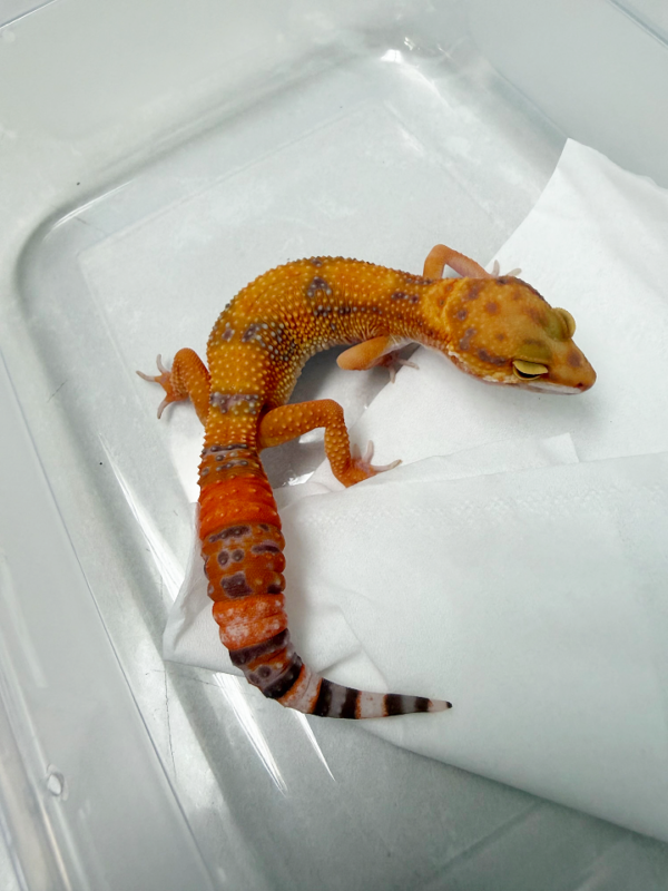 B261058 Gecko Sunspot betina nice color