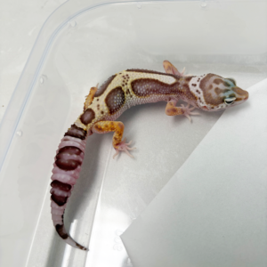 B261059 Gecko Goblin Bold Jungle jantan