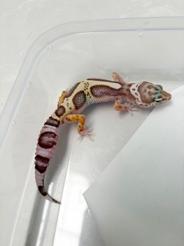 B261059 Gecko Goblin Bold Jungle jantan