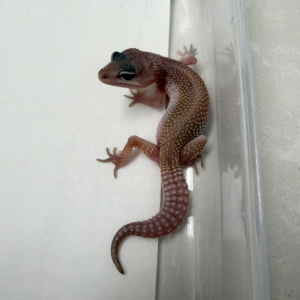 B261061 Gecko Black Night Cotton betina