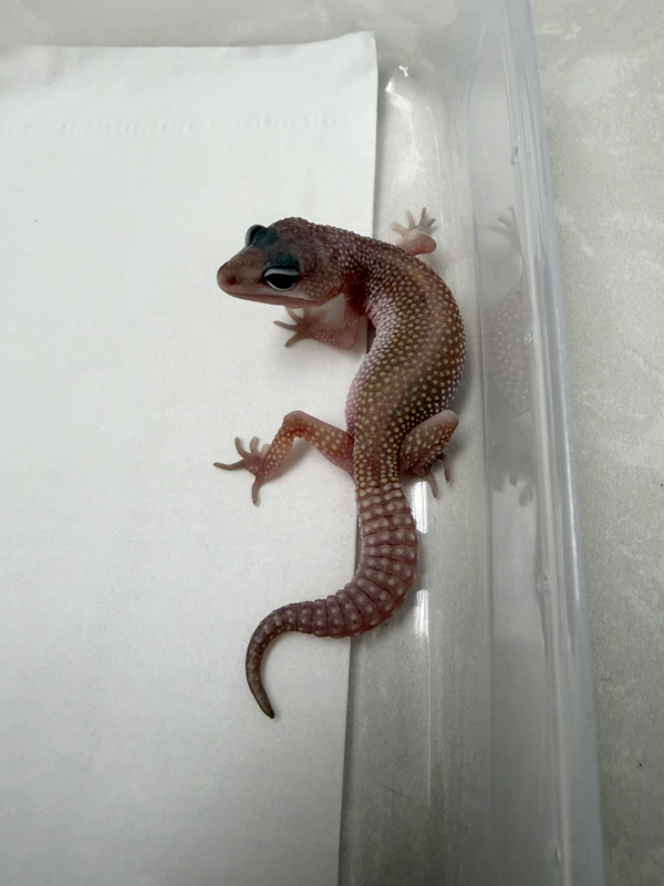 B261061 Gecko Black Night Cotton betina