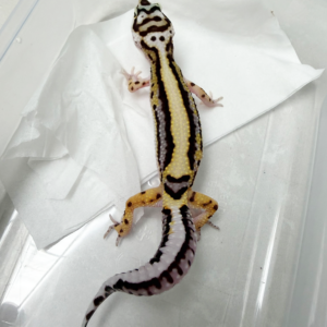 B261062 Gecko Bold Stripe Bandit Line jantan