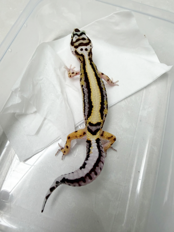 B261062 Gecko Bold Stripe Bandit Line jantan