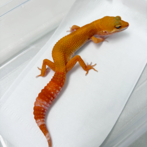B261063 Gecko Sunglow het RAPTOR betina