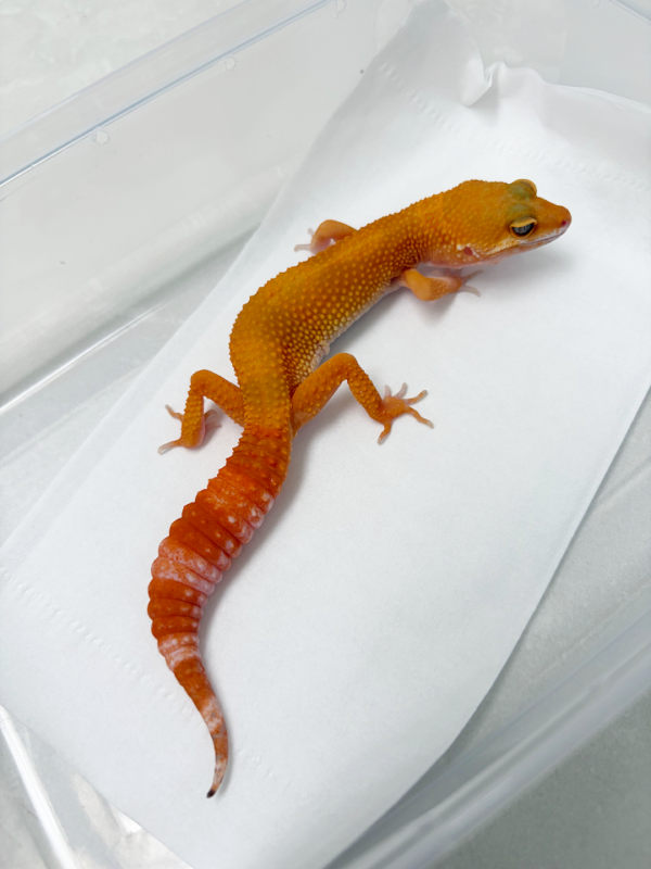 B261063 Gecko Sunglow het RAPTOR betina