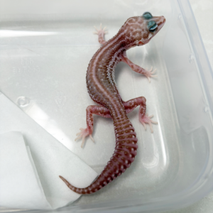 B261065 Gecko Super Snow Tremper BN Cross jantan