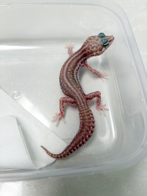 B261065 Gecko Super Snow Tremper BN Cross jantan