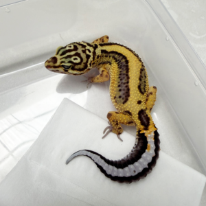 B261066 Gecko Tangerine Bold Stripe betina