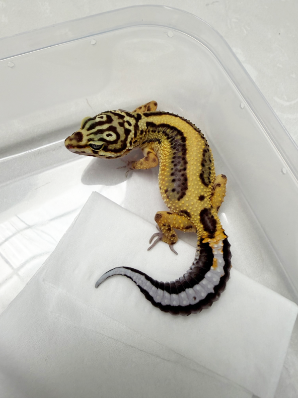 B261066 Gecko Tangerine Bold Stripe betina