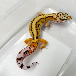 B261067 Gecko Tangerine Bold Stripe het Tremper