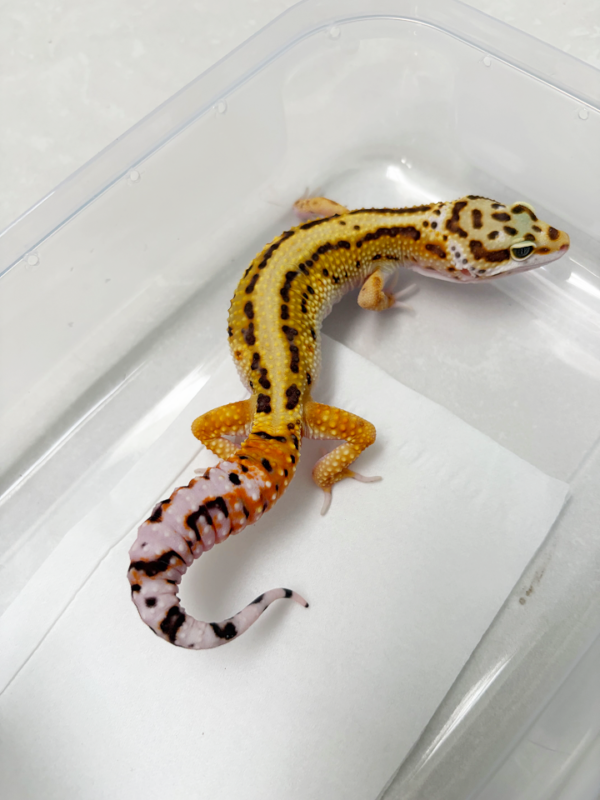 B261067 Gecko Tangerine Bold Stripe het Tremper