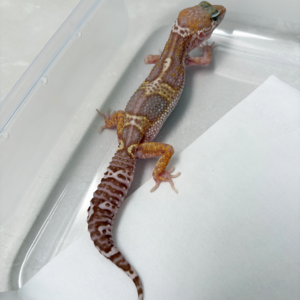 B261068 Gecko Mack Snow Chocolate betina